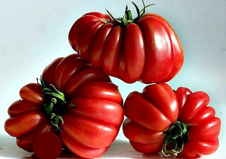 Zapotec ruffled tomato, rare Mexican heirloom, 10 seeds, loves dry heat, sweet flavor, scalloped slices, drought tolerant image 5