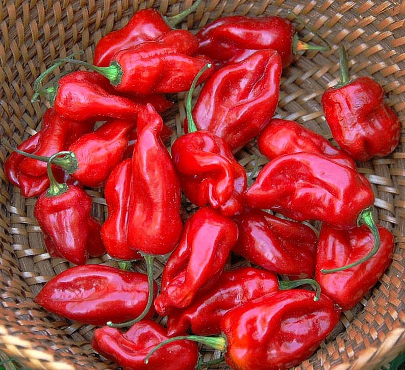 Sweet Datil Pepper 10 Rare Seeds Fruity Flavor Huge Plants - Etsy