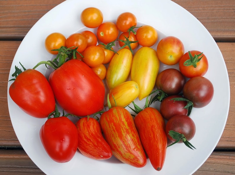Striped Roman, heirloom tomato, 10 seeds, sweet flavor, great for sauce, showy Roma, artisan tomato, by Brad Gates image 4