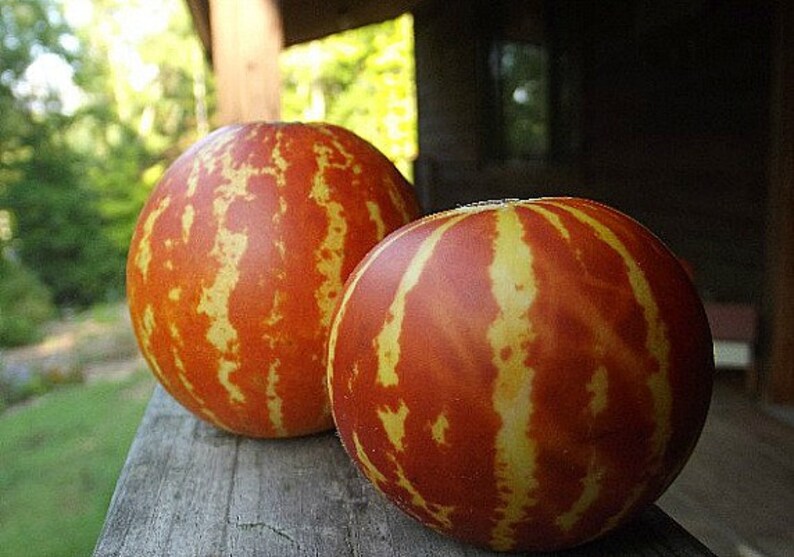 Queen Anne's Pocket Melon Fragrant Fruit Miniature Etsy