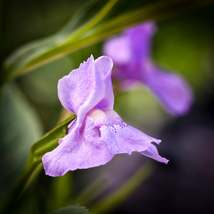 Blue Monkeyflower, Mimulus Ringens, 200 Seeds, Woodland Wildflower ...