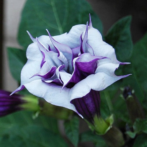 Purple Datura metel 10 seeds fancy ruffled blooms grow in - Etsy 日本