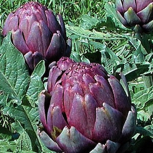 Purple Artichoke, Violet de Provence, 10 heirloom seeds, early and productive, silver foliage, cool purple blooms, cut flowers image 2