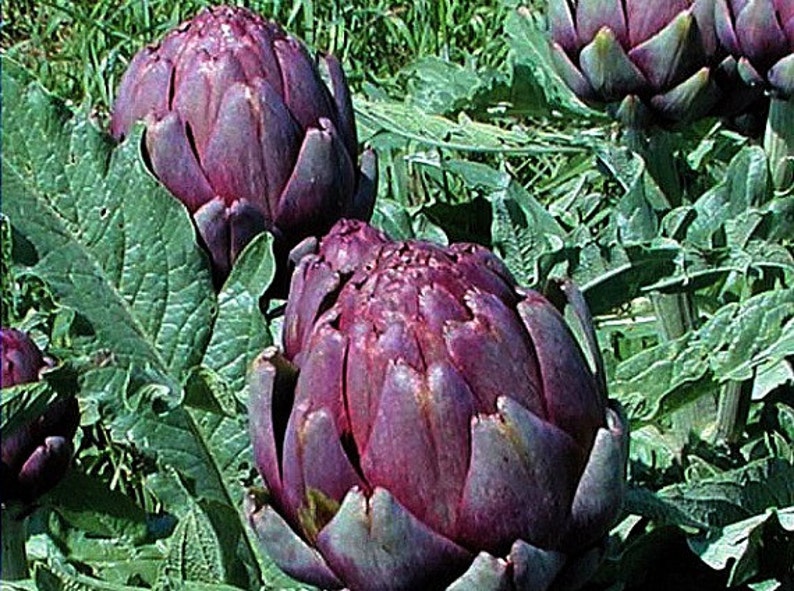 Purple Artichoke, Violet de Provence, 10 heirloom seeds, early and productive, silver foliage, cool purple blooms, cut flowers image 2