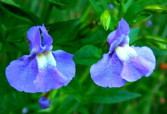 Blue Monkeyflower, Mimulus Ringens, 200 Seeds, Woodland Wildflower ...