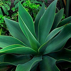 Pu&ograve; includere: Primo piano di una grande pianta di agave verde con foglie lunghe e appuntite. Le foglie sono disposte a spirale attorno al centro della pianta.