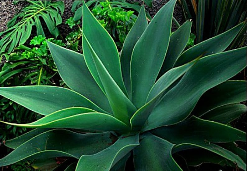 Pu&ograve; includere: Primo piano di una grande pianta di agave verde con foglie lunghe e appuntite. Le foglie sono disposte a spirale attorno al centro della pianta.