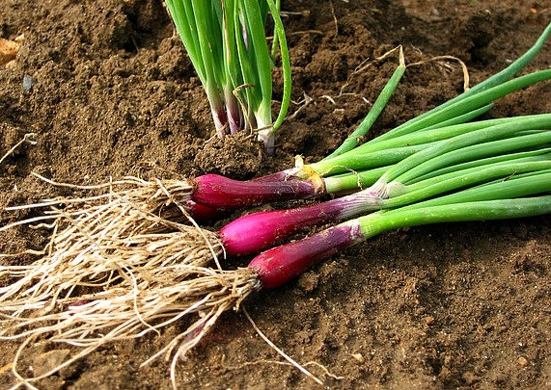 Organic Dutch Red Shallot Bulbs — San Diego Seed Company