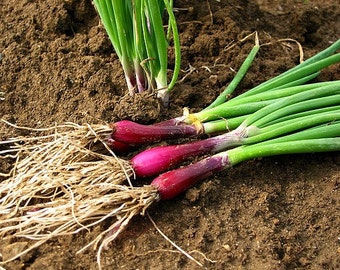 Scarlet Scallions, Japanese heirloom, 50 seeds, non GMO, red green onions, punchy flavor, great garnish, loves cool weather, fall garden