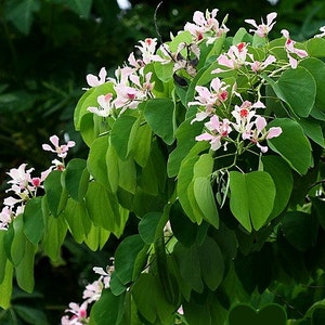 Bauhinia monandra, Pink Orchid Tree 5 seeds, dwarf tree, showy pink blooms, zones 9 to 11, drought tolerant, cool houseplant, great bonsai image 2