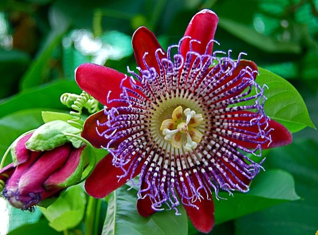 Passiflora Quadrangularis Giant Granadilla 10 Fresh Seeds 