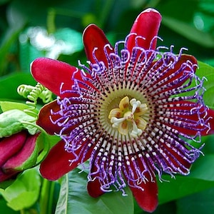 Passiflora quadrangularis, Giant Granadilla 10 fresh seeds, fragrant blooms,big tasty fruit, robust climber, calming tea image 1