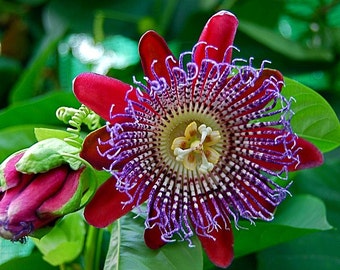 Passiflora quadrangularis, Giant Granadilla 10 fresh seeds, fragrant blooms,big tasty fruit, robust climber, calming tea