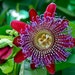 see more listings in the Exotic Plants section