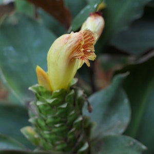 Costus pictus, Painted Spiral Ginger, rare seeds, zones 9 to 11, vivid blooms, spectacular variegated foliage image 3