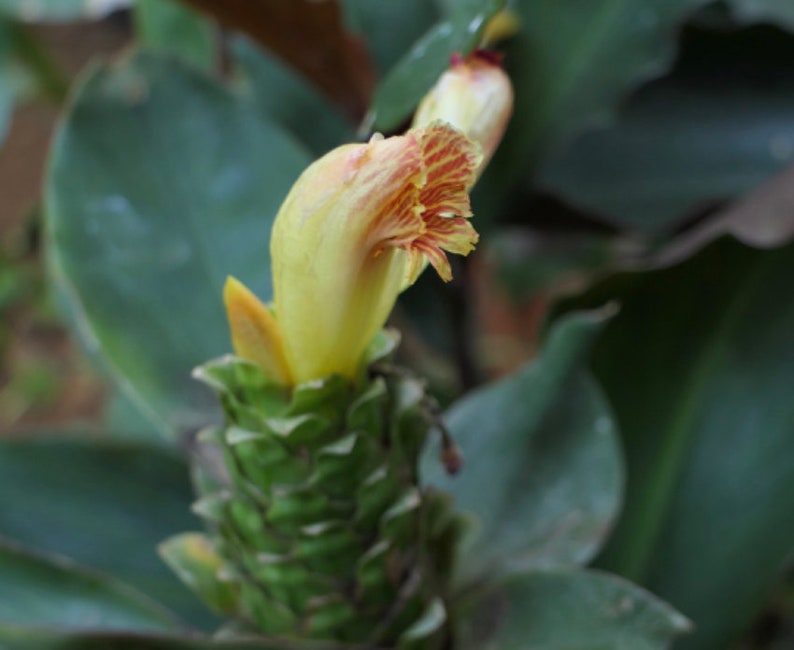Costus pictus, Painted Spiral Ginger, rare seeds, zones 9 to 11, vivid blooms, spectacular variegated foliage image 3