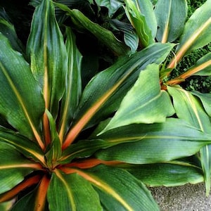 May include: A close-up of a green plant with orange stripes on the leaves. The plant has a tropical look and is growing in a garden.