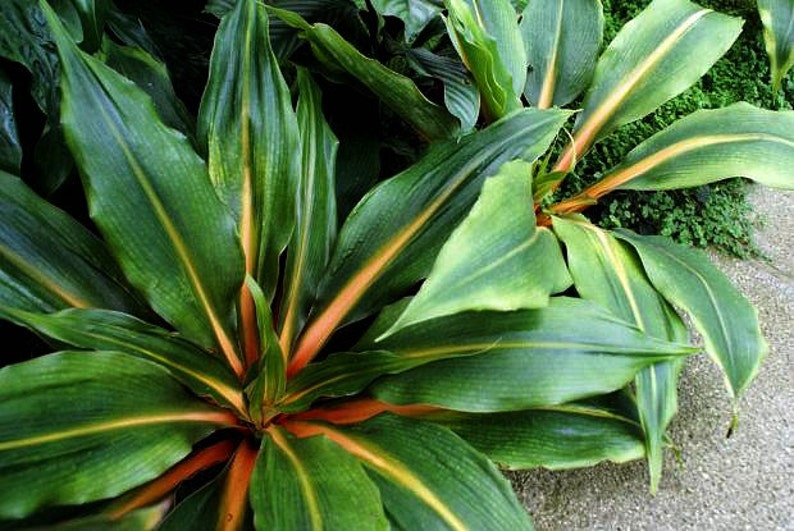 May include: A close-up of a green plant with orange stripes on the leaves. The plant has a tropical look and is growing in a garden.
