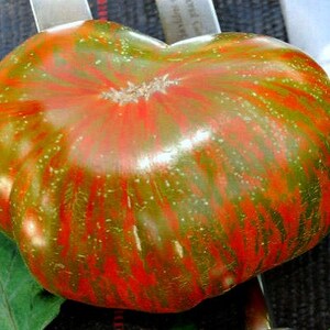 Berkeley Tie Dye Pink, artisan tomato seeds. fabulous flavor, flashy stripes, new heirloom, non GMO, superstar, Brad Gates, scarce seeds yum image 3