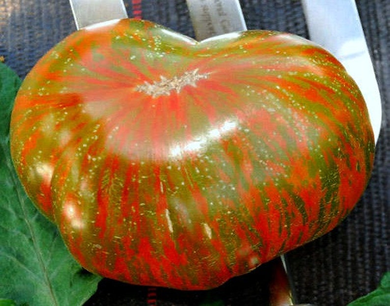 Berkeley Tie Dye Pink, artisan tomato seeds. fabulous flavor, flashy stripes, new heirloom, non GMO, superstar, Brad Gates, scarce seeds yum image 3