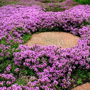 Creeping Thyme ground cover, 1000 seeds, fragrant herb, pink blooms, perennial zones 4 to 9, sun or light shade, deerproof, Thymus serpyllum Bild 4