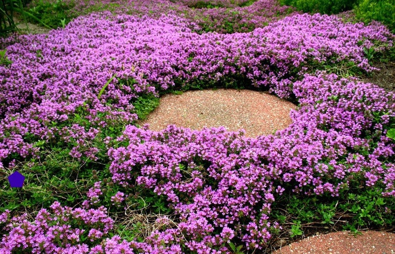 Creeping Thyme ground cover, 1000 seeds, fragrant herb, pink blooms, perennial zones 4 to 9, sun or light shade, deerproof, Thymus serpyllum Bild 4