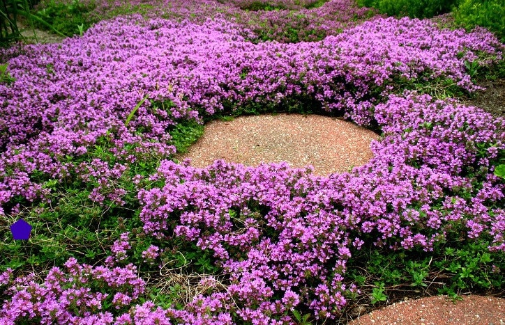 Creeping Thyme Bulk Pack Ground Cover 4000 Seeds Fragrant Creeping Thyme Bulk Pack Ground Cover, Is Creeping Thyme A Good Ground Cover