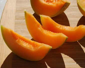 Charentais Melon,  French heirloom, miniature fruit, 10 seeds, super sweet, lovely fragrance, perfect for small gardens, cantaloupe, SALE