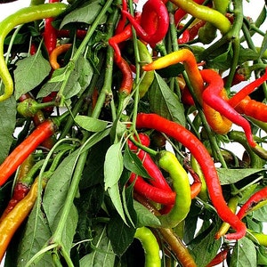 Corbaci Pepper, Turkish Heirloom, 10 rare seeds, rich sweet flavor, long spiral fruits, corkscrew, compact productive plants, image 2