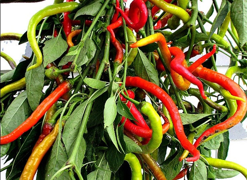 Corbaci Pepper, Turkish Heirloom, 10 rare seeds, rich sweet flavor, long spiral fruits, corkscrew, compact productive plants, image 2