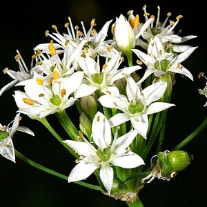 Garlic Chives, Allium tuberosum, 200 seeds, sweet cut flower, tasty Asian herb, repels insects, easy perennial, lovely in bloom image 4