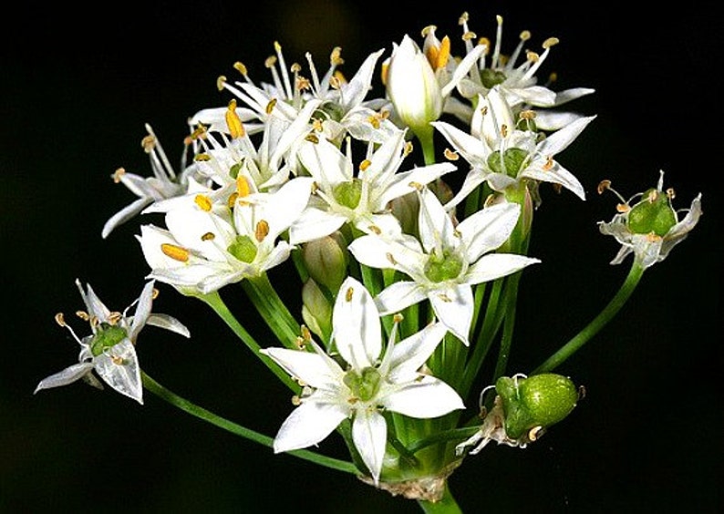 Garlic Chives, Allium tuberosum, 200 seeds, sweet cut flower, tasty Asian herb, repels insects, easy perennial, lovely in bloom image 4