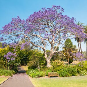 Jacaranda mimosifolia, showy street tree, 10 fresh seeds,lavender blossoms, zones 9 to 10, drought tolerant, cool pods for crafts