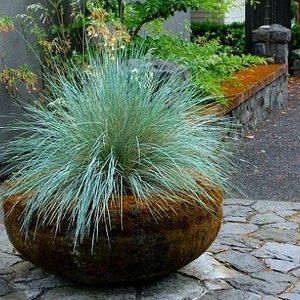 Blue Fescue Grass, 100 seeds, Festuca glauca, ground cover, perennial zones 4 to 10, drought tolerant, deer proof, loves the desert, so easy image 4