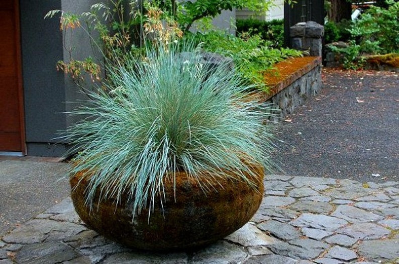 Blue Fescue Grass, 100 seeds, Festuca glauca, ground cover, perennial zones 4 to 10, drought tolerant, deer proof, loves the desert, so easy image 4