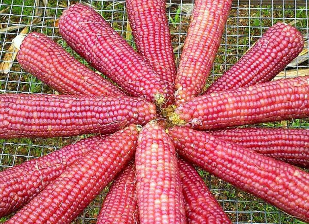 Mini Pink Popcorn, 20 Seeds, Nutty Flavor, Compact Plants, Small