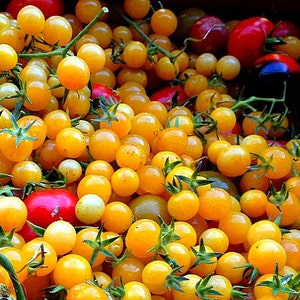 May include: A close-up image of a bowl filled with yellow cherry tomatoes. The tomatoes are arranged in a random pattern and some are still attached to green vines. There are also a few red and purple tomatoes in the bowl.