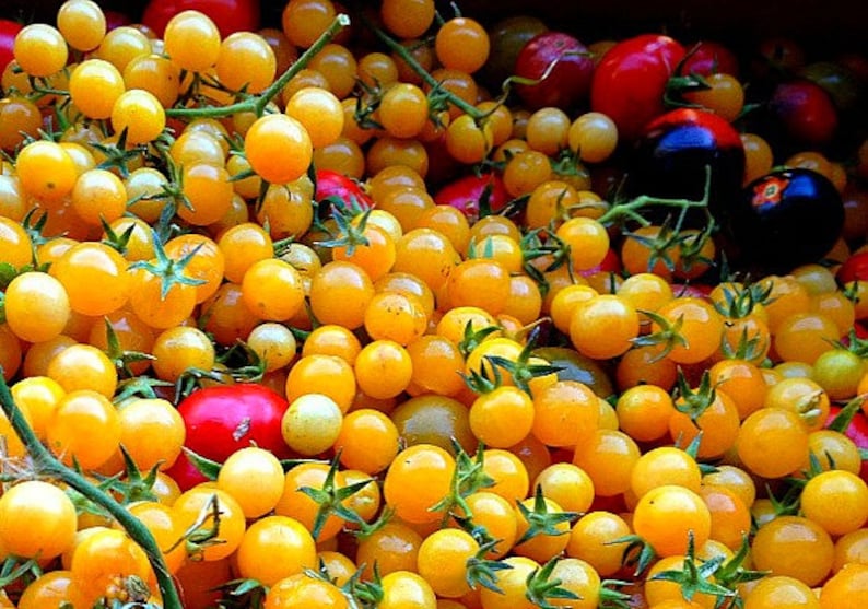 May include: A close-up image of a bowl filled with yellow cherry tomatoes. The tomatoes are arranged in a random pattern and some are still attached to green vines. There are also a few red and purple tomatoes in the bowl.