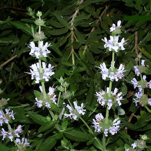 Black Sage, Salvia mellifera, fragrant shrub, 10 seeds, easy Southwest native, drought tolerant, deer proof,  hummingbirds love it