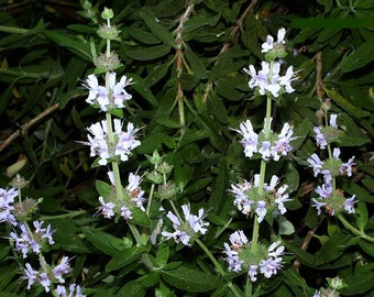 Black Sage, Salvia mellifera, fragrant shrub, 10 seeds, easy Southwest native, drought tolerant, deer proof,  hummingbirds love it