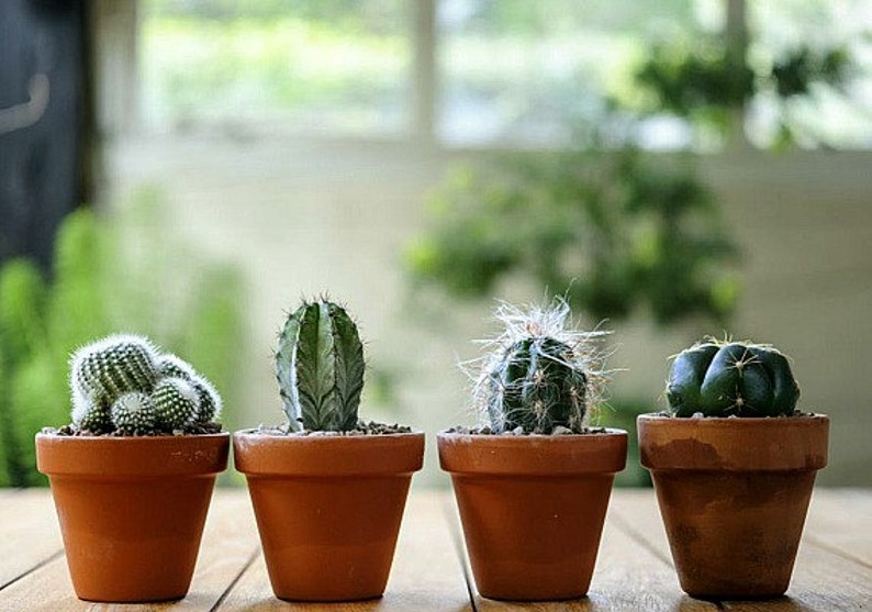 Windowsill Cactus Collection, 70 rare seeds, five fancy varieties, drought tolerant, container garden, desert garden, great hostess gift image 2