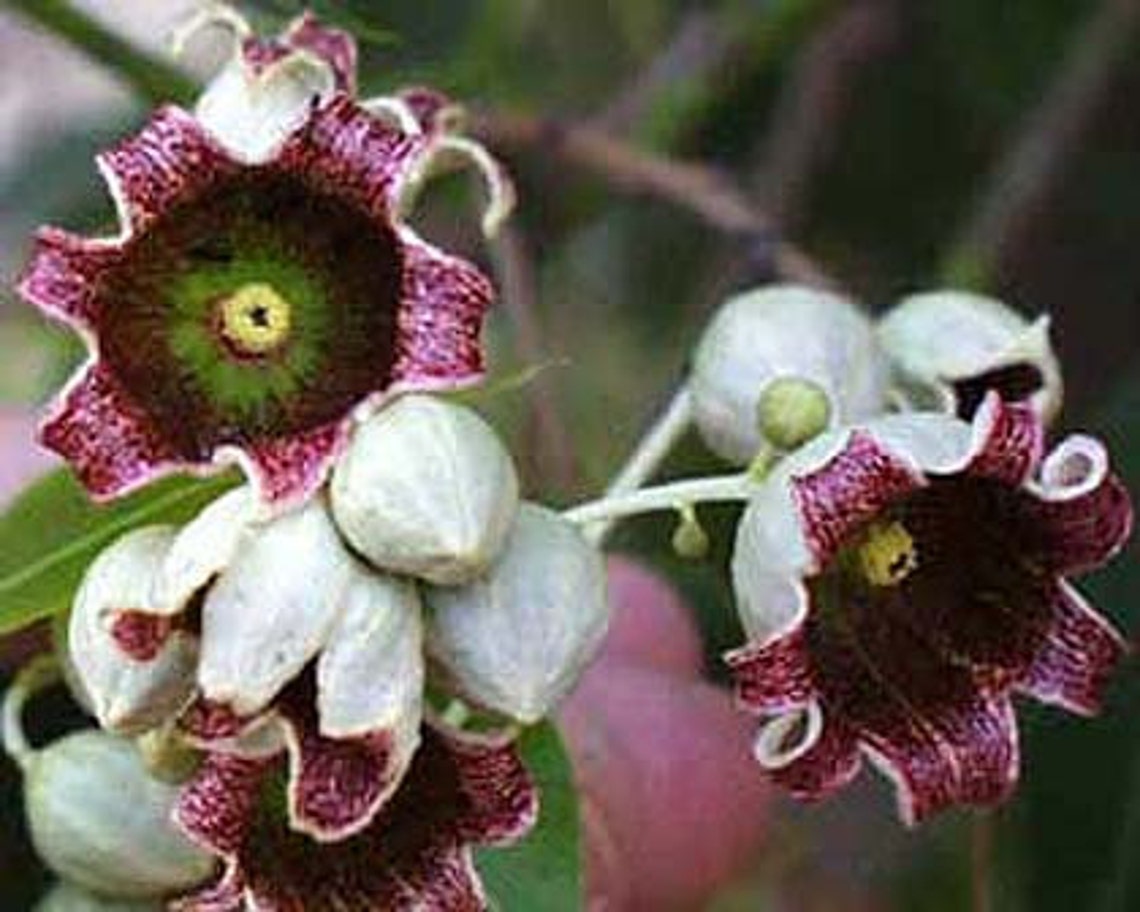 Kurrajong Bottle Tree Brachychiton Populneus 10 Seeds Etsy