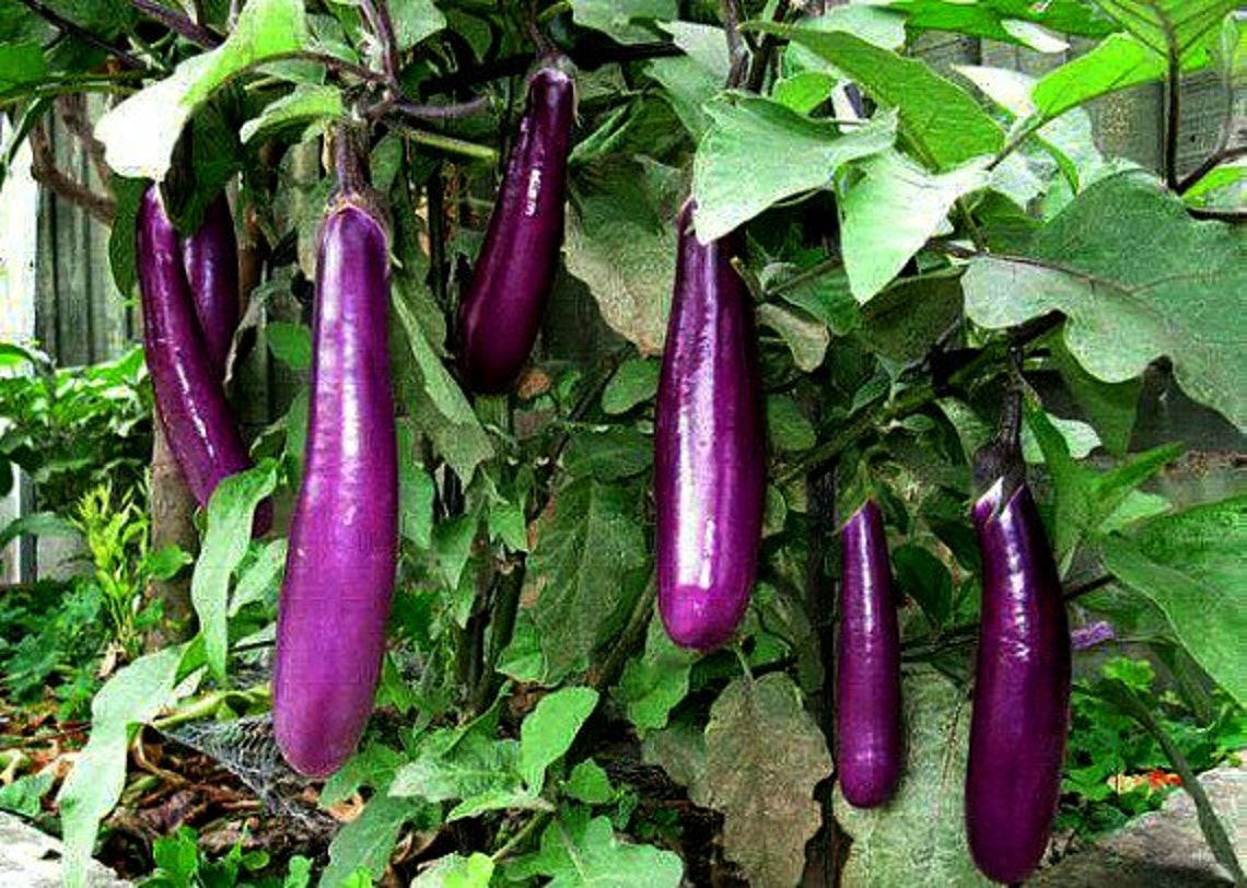 Mini Eggplant Little Fingers 10 Seeds Asian Heirloom Non - Etsy Mini Eggplant Little Fingers 10 Seeds Asian Heirloom Non - Etsy