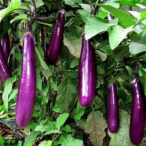 Mini Eggplant, Little Fingers, 10 seeds, Asian heirloom, non GMO, patio container garden, miniature fruit, sweet and tender, farmers market image 3