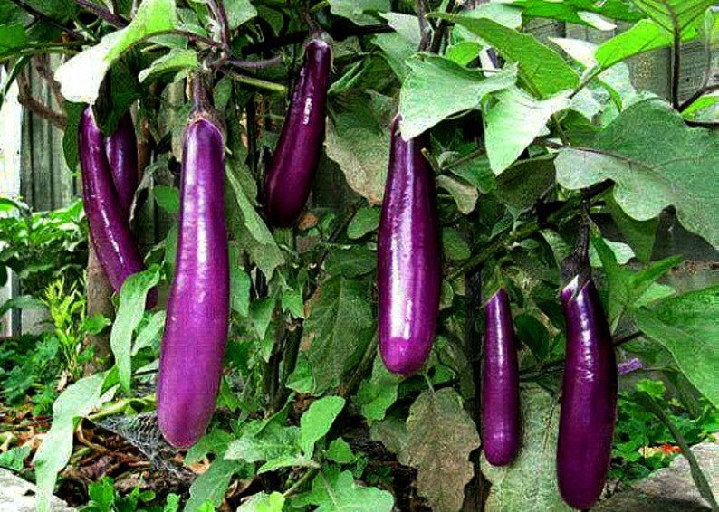 Mini Eggplant, Little Fingers, 10 seeds, Asian heirloom, non GMO, patio container garden, miniature fruit, sweet and tender, farmers market image 3