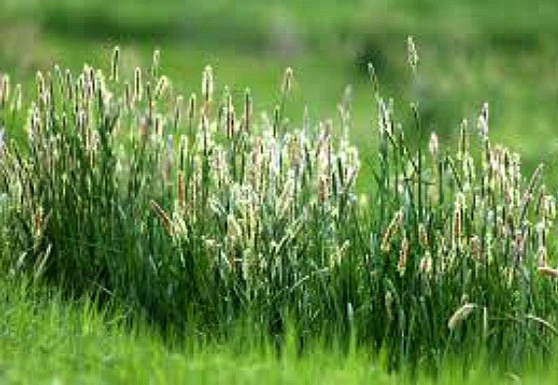 Timothy Hay Seed Grow Your Own Rabbit Feed 2000 Seeds Best Etsy