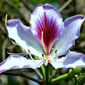 Hong Kong Orchid Tree, Bauhinia variegata, 10 fresh seeds, small showy tree for zone 8 to 11, flashy flowers, drought tolerant, easy to grow