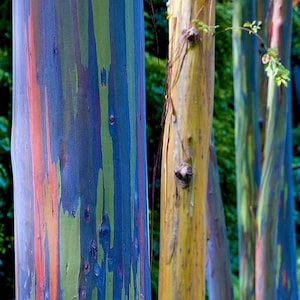 Rainbow Eucalyptus deglupta, showy tropical tree, 50 rare seeds, bonsai, houseplant, greenhouse, zones 10 to 11, fast growing, spectacular image 4