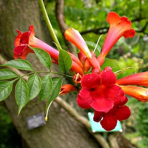 Red Trumpet Vine, Campsis radicans, 25 seeds, vigorous climber, fast growing, cold hardy, zones 6 to 11, drought-tolerant, hummingbirds