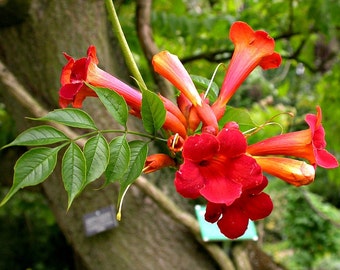 Red Trumpet Vine, Campsis radicans, 25 seeds, vigorous climber, fast growing, cold hardy, zones 6 to 11, drought-tolerant, hummingbirds